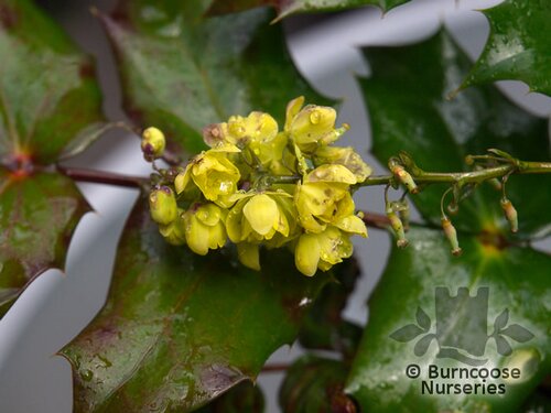 MAHONIA japonica  
