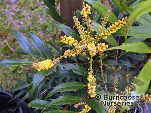 MAHONIA eurybracteata 'Meteor' 