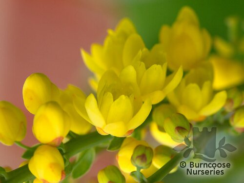 MAHONIA x media 'Lionel Fortescue' 