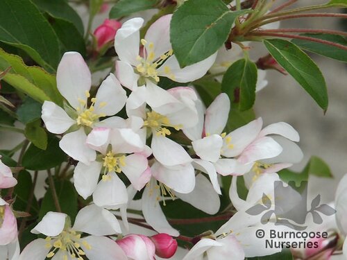 MALUS 'Comtesse de Paris'  