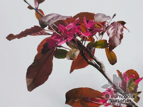 MALUS 'Evelyn'  