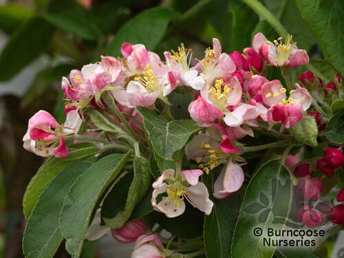 MALUS 'Golden Hornet'  