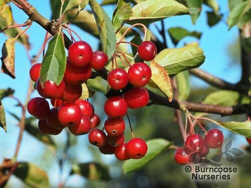 MALUS hupehensis  