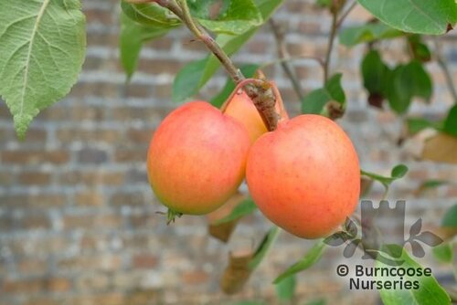 MALUS 'John Downie'  