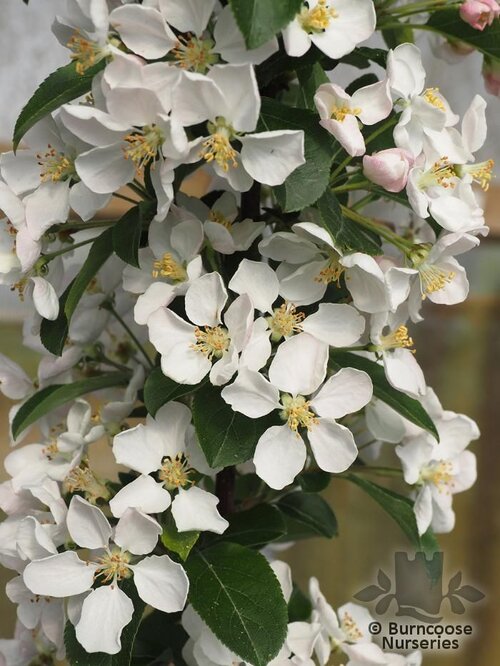 MALUS 'Red Sentinel'  