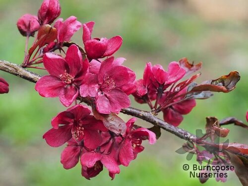 MALUS 'Royalty'  
