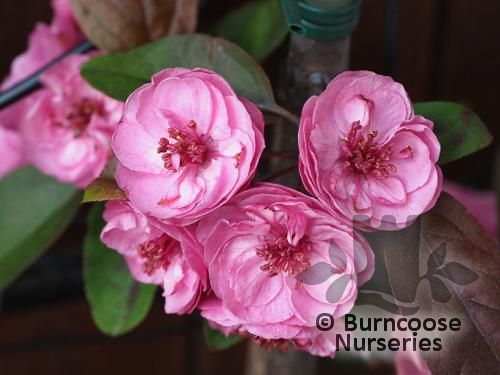 MALUS 'Scarlet Brandywine'  