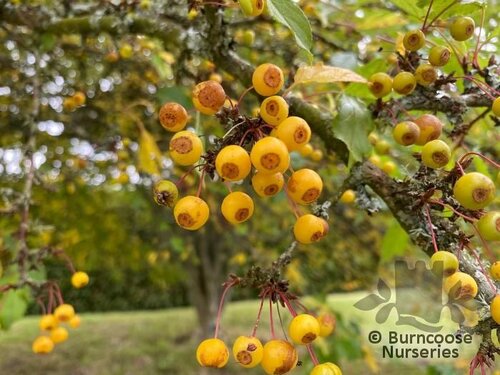 MALUS transitoria  