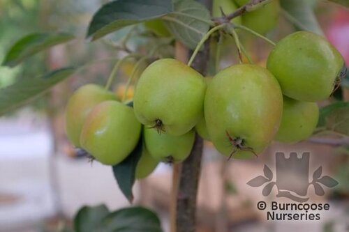 MALUS 'Fruitilicious'  