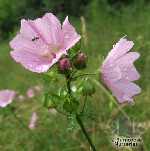 MALVA   