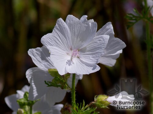 MALVA moschata 'Alba' 