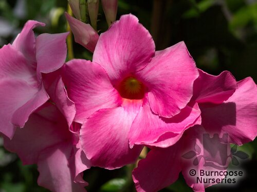 MANDEVILLA   