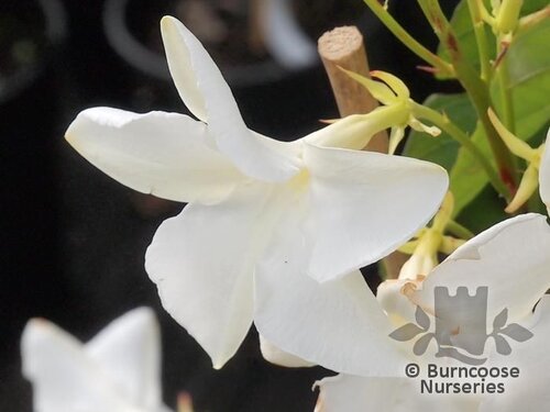 MANDEVILLA laxa  