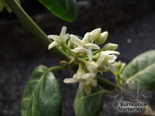 MARSDENIA oreophila  