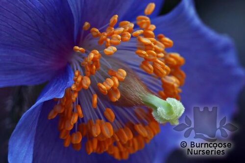MECONOPSIS   
