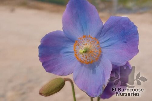 MECONOPSIS 'Branklyn'  