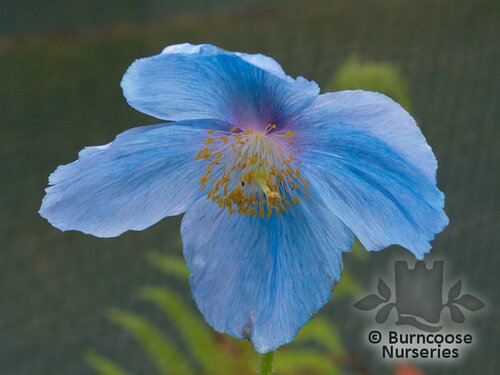 MECONOPSIS 'Lingholm'  