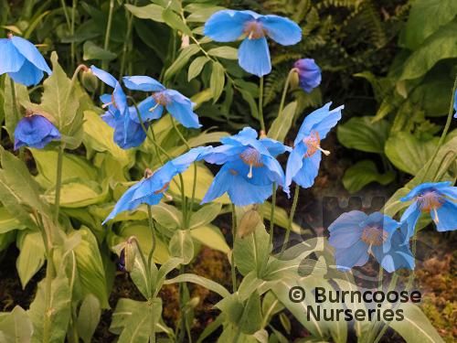 MECONOPSIS 'Slieve Donard'  