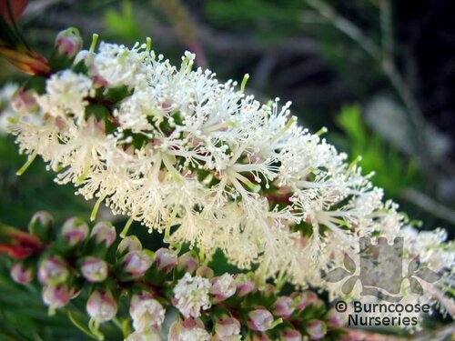 MELALEUCA armillaris  