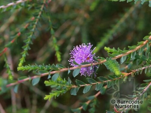 MELALEUCA gibbosa  