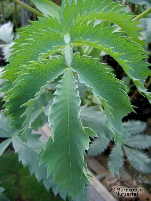 MELIANTHUS major  