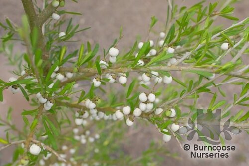 MELICYTUS crassifolius  
