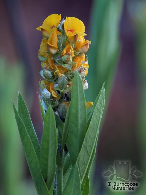 MELICYTUS   