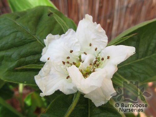 MESPILUS germanica 'Nottingham' 