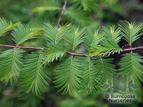 METASEQUOIA glyptostroboides  