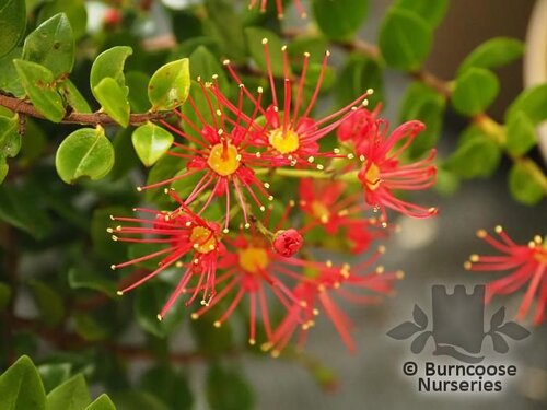 METROSIDEROS carminea 'Ferris Wheel' 