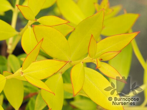 METROSIDEROS umbellata 'Gold Nugget' 