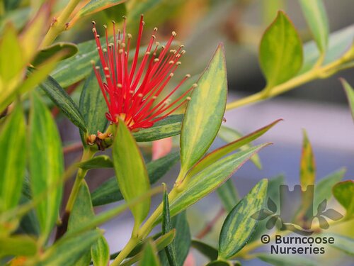 METROSIDEROS umbellata 'Moonlight' 