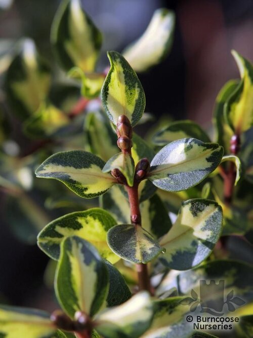 METROSIDEROS kermadecensis 'Twisty' 