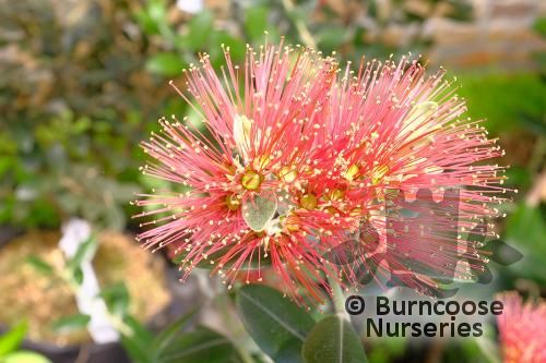 METROSIDEROS x subtomentosa 'Mistral' 