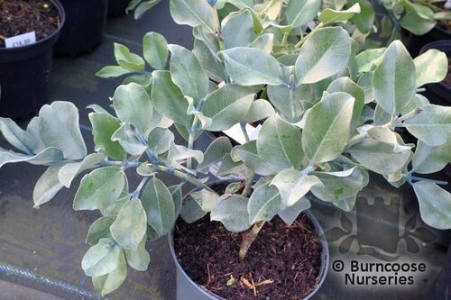 METROSIDEROS collina 'Velvet Sky' 