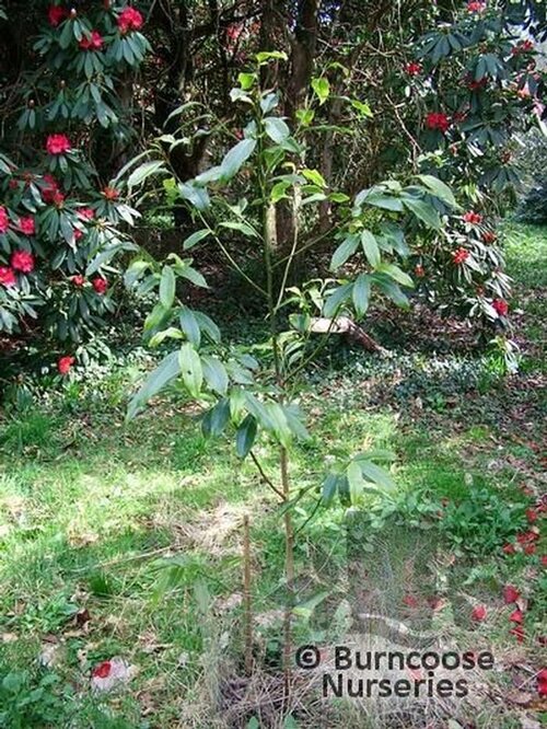 MICHELIA   
