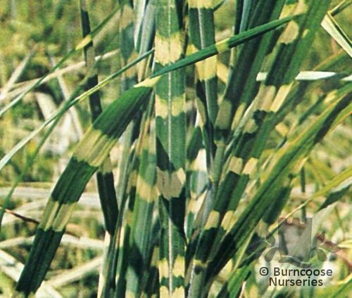 MISCANTHUS sinensis 'Zebrinus' 