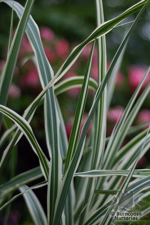 MISCANTHUS sinensis 'Cosmopolitan' 