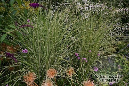 MISCANTHUS sinensis 'Gracillimus' 