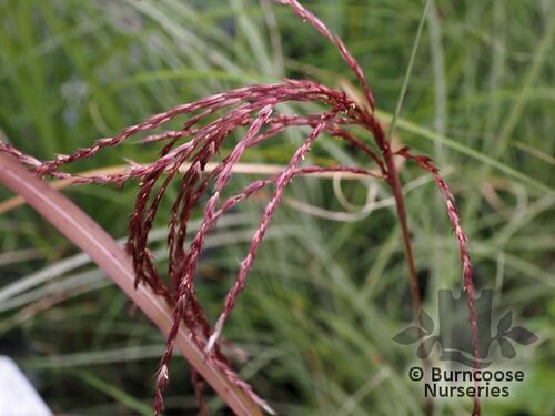 MISCANTHUS sinensis 'Red Cloud' 