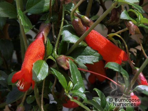 MITRARIA coccinea 'Lago Puyehue' 