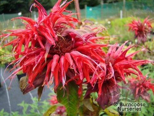 MONARDA 'Cambridge Scarlet'  