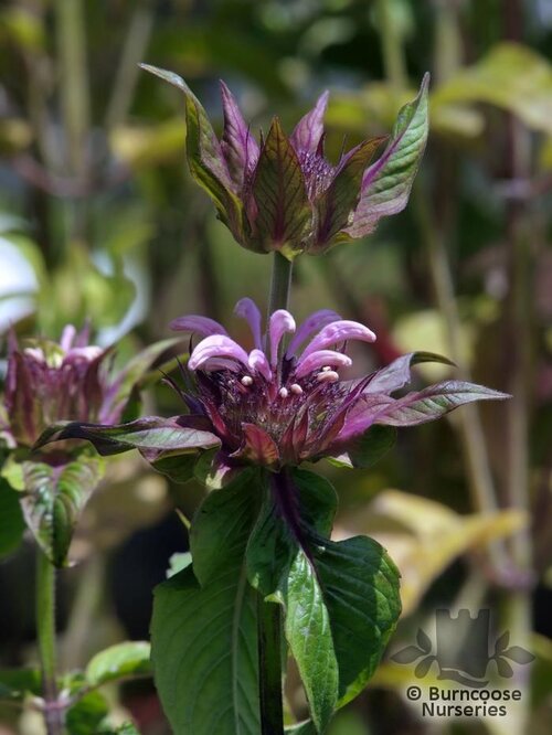 MONARDA   