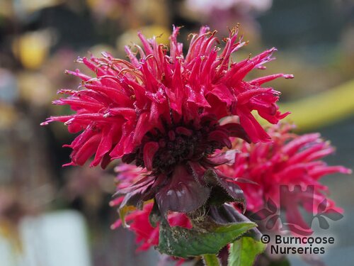 MONARDA 'Fireball'  