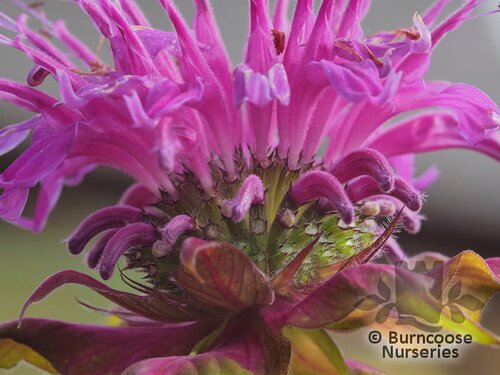 MONARDA 'Prairie Night'  