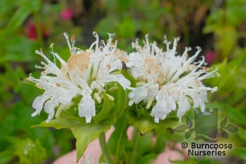MONARDA 'Schneewittchen'  