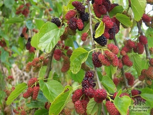 MORUS alba  