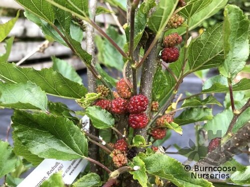 MORUS rotundifolia 'Mojo Berry' 