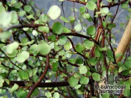 MUEHLENBECKIA   