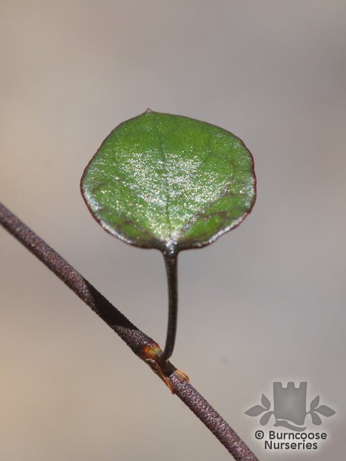 MUEHLENBECKIA complexa  